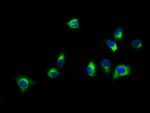 SLC16A11 Antibody in Immunocytochemistry (ICC/IF)