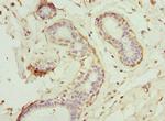 GCNT2 Antibody in Immunohistochemistry (Paraffin) (IHC (P))