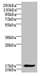 LMO3 Antibody in Western Blot (WB)