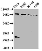 BICD2 Antibody in Western Blot (WB)