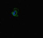 FBXW5 Antibody in Immunocytochemistry (ICC/IF)