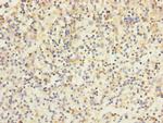 HVCN1 Antibody in Immunohistochemistry (Paraffin) (IHC (P))