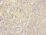 HVCN1 Antibody in Immunohistochemistry (Paraffin) (IHC (P))