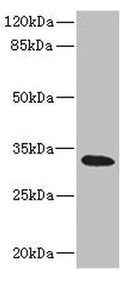 HVCN1 Antibody in Western Blot (WB)