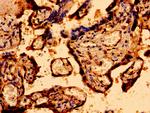 MCU Antibody in Immunohistochemistry (Paraffin) (IHC (P))