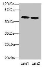 BTN2A2 Antibody in Western Blot (WB)