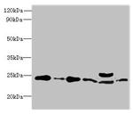 RPL10L Antibody in Western Blot (WB)