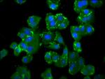 NEDD4L Antibody in Immunocytochemistry (ICC/IF)