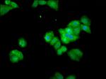 Themis Antibody in Immunocytochemistry (ICC/IF)