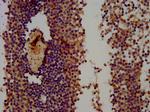 Themis Antibody in Immunohistochemistry (Paraffin) (IHC (P))