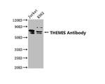 Themis Antibody in Western Blot (WB)