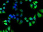 MICAL1 Antibody in Immunocytochemistry (ICC/IF)