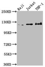 MICAL1 Antibody in Western Blot (WB)