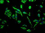 MR1 Antibody in Immunocytochemistry (ICC/IF)