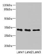 EXOSC8 Antibody in Western Blot (WB)