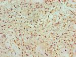 BANP Antibody in Immunohistochemistry (Paraffin) (IHC (P))