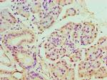 BANP Antibody in Immunohistochemistry (Paraffin) (IHC (P))