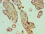 BANP Antibody in Immunohistochemistry (Paraffin) (IHC (P))