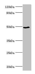 BANP Antibody in Western Blot (WB)