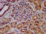 LEMD2 Antibody in Immunohistochemistry (Paraffin) (IHC (P))