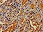 OMA1 Antibody in Immunohistochemistry (Paraffin) (IHC (P))