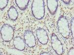 Cytohesin 2 Antibody in Immunohistochemistry (Paraffin) (IHC (P))