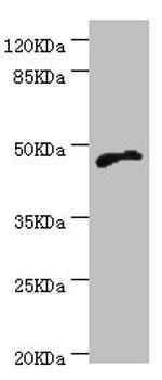 Cytohesin 2 Antibody in Western Blot (WB)