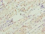 RNF5 Antibody in Immunohistochemistry (Paraffin) (IHC (P))