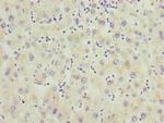 RNF5 Antibody in Immunohistochemistry (Paraffin) (IHC (P))