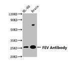 FEV Antibody in Western Blot (WB)