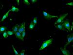 PAIP2 Antibody in Immunocytochemistry (ICC/IF)