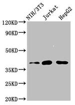 RNF2 Antibody in Western Blot (WB)