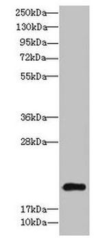 GILZ Antibody in Western Blot (WB)