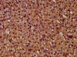 MICU1 Antibody in Immunohistochemistry (Paraffin) (IHC (P))