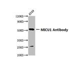 MICU1 Antibody in Western Blot (WB)