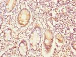 EYA3 Antibody in Immunohistochemistry (Paraffin) (IHC (P))