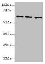 EYA3 Antibody in Western Blot (WB)