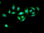 ERAB Antibody in Immunocytochemistry (ICC/IF)