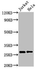 ERAB Antibody in Western Blot (WB)