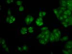 PIN4 Antibody in Immunocytochemistry (ICC/IF)