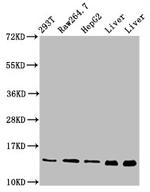 PIN4 Antibody in Western Blot (WB)