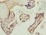 AP1M1 Antibody in Immunohistochemistry (Paraffin) (IHC (P))