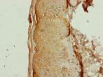 AP1M1 Antibody in Immunohistochemistry (Paraffin) (IHC (P))