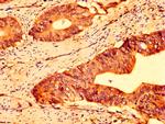 ABCG5 Antibody in Immunohistochemistry (Paraffin) (IHC (P))