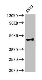 PHAX Antibody in Western Blot (WB)