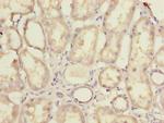 MRPL44 Antibody in Immunohistochemistry (Paraffin) (IHC (P))