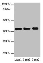 MRPL44 Antibody in Western Blot (WB)