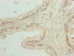 SPTLC3 Antibody in Immunohistochemistry (Paraffin) (IHC (P))