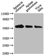 PEX14 Antibody in Western Blot (WB)