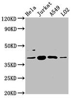 SHARPIN Antibody in Western Blot (WB)